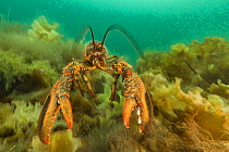 American / Northern lobster (Homarus americanus) swimming, Nova Scotia, Canada, July.