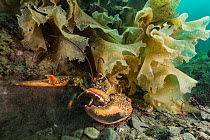 American / Northern lobster (Homarus americanus) partially hidden under seaweed, Nova Scotia, Canada, July.