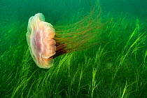 Lion's mane jellyfish (Cyanea capillata) swept in current over a bed of eel grass, along the Eastern shore of Nova Scotia, Canada, July.