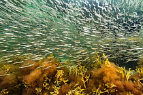 Sand lance (Ammodytes americanus) large shoal of fish, coastal shallows, south shore of Nova Scotia, Canada, July.