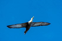 Waved albatross (Phoebastria irrorata) in flight, with fishhook in throat, Punta Suarez, Espanola Island, Galapagos.