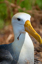 Waved albatross (Phoebastria irrorata) on nest, with fish hook in throat, Punta Suarez, Espanola Island, Galapagos.