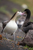 Short tailed albatross (Phoebastria albatrus) subadults courting, one with fish-hook and monofilament line embedded in throat. Tsubamezaki, Torishima Island, Japan. December.