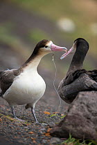 Short tailed albatross (Phoebastria albatrus) subadults courting, one with fish-hook and monofilament line embedded in throat. Tsubamezaki, Torishima Island, Japan. December.