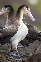 Short tailed albatross (Phoebastria albatrus) subadult with fish-hook and monofilament line embedded in throat. Tsubamezaki, Torishima Island, Japan. December.