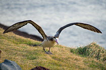 Short tailed albatross  (Phoebastria albatrus) sub adult with fish-hook and monofilament line embedded in throat. Tsubamezaki, Torishima Island, Japan. December.