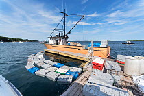 Lobster smack, boats with open holding wells on deck, allowing  live lobsters to be shipped. Each crate contains 9lbs of live lobster. Chebeague Island, Casco Bay, Maine, USA. July.