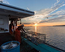 Lobstermen hauling traps, Chebeague Island, Casco Bay, Maine, USA, July.