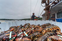 Crate of lobsters being unloaded. Chebeague Island, Casco Bay, Maine, USA