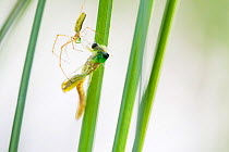Long jawed orb weaver spider (Tetragnatha extensa) catching  Emerald damselfly (Lestes sponsa) as it emerges from its nymph exoskeleton, Hondenven, Tubbergen, the Netherlands, July.