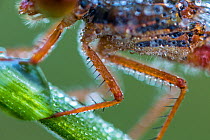Close up of legs of Small red damselfly (Ceriagrion tenellum) warming up in the early morning after a cold summer night. De Hatertse vennen, near Nijmegen Nature Reserve, the Netherlands, July.