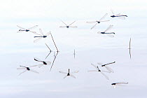 Common blue damselflies (Enallagma cyathigerum) group reflected flying over water and perching on reeds,  Hondenven, Tubbergen, Netherlands, July.