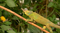 Male Jackson's chameleon (Trioceros jacksonii)  walking along a branch, looking around with turret eyes, UK. Captive, native to East Africa.