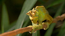 Male Jackson's chameleon (Trioceros jacksonii)  on a branch, looking around with turret eyes, UK. Captive, native to East Africa.