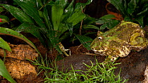 Horned frog (Ceratophrys ornata) catching a cricket, UK. Captive, native to South America.