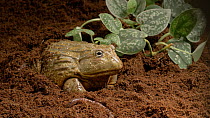 African bullfrog (Pyxicephalus adspersus) feeding on a locust, UK. Captive, native to Africa.