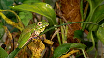 Giant treefrog (Litoria infrafrenata) jumping, UK. Captive, native to Indonesia.