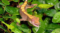Crested gecko (Correlophus ciliatus) licking eyes with tongue, UK. Captive, native to New Caledonia.