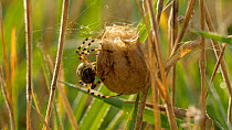 Wasp spider (Argiope bruennichi) weaving egg sac, Bedfordshire, England, UK, August.