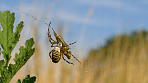 Wasp spider (Argiope bruennichi) feeding on cricket, caught in its web, Bedfordshire, England, UK, August.