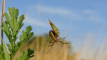 Wasp spider (Argiope bruennichi) moving across web, Bedfordshire, England, UK, August.
