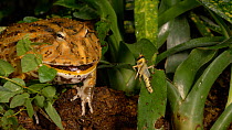 Surinam horned frog (Ceratophrys cornuta) eating a locust, UK. Captive, native to the Americas.