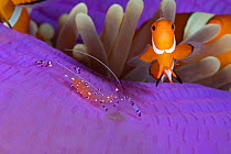 False clownfish (Amphiprion ocellaris) and a Commensal shrimp (Periclimenes / Ancylomenes tosaensis) in a Sea anemone (Heteractis magnifica) Lighthouse Reef, Cabilao Island, Bohol, Central Visayas, Ph...