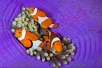 Three False clownfish (Amphiprion ocellaris) in Sea anemone (Heteractis magnifica) Lighthouse Reef, Cabilao Island, Bohol, Central Visayas, Philippines, Pacific Ocean.