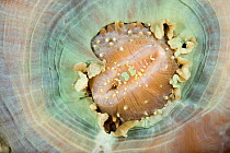 Commensal shrimp (Pliopontonia furtiva) camouflaged on Disc anemone (Amplexidiscus fenestrafer) Lighthouse Reef, Cabilao Island, Bohol, Central Visayas, Philippines, Pacific Ocean.
