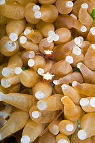 Two Mushroom coral / Commensal shrimps (Cuapetes / Periclimenes kororensis) on Mushroom coral (Heliofungia actiniformis) Lighthouse Reef, Cabilao Island, Bohol, Central Visayas, Philippines, Pacific O...