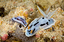 Two Nudibranchs (Chromodoris dianae) My Paradise Reef, Cabilao Island, Bohol, Central Visayas, Philippines, Pacific Ocean.