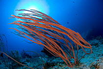 Red sea whip coral (Ellisella sp) Lighthouse Reef, Cabilao Island, Bohol, Central Visayas, Philippines, Pacific Ocean.