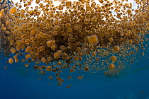Thimble jellyfish (Linuche unguiculata) aggregation, My Paradise Reef, Cabilao Island, Bohol, Central Visayas, Philippines, Pacific Ocean.