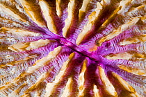 Mushroom coral (Fungia fungites) close up, Cabilao House Reef, Cabilao Island, Bohol, Central Visayas, Philippines, Pacific Ocean.