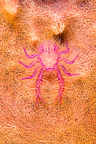 Squat lobster (Lauriea siagiani) on Sponge (Xestospongia), Cabilao House Reef, Cabilao Island, Bohol, Central Visayas, Philippines, Pacific Ocean.