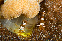 Two Ambonian / Squat shrimps (Thor amboinensis) on coral, Lighthouse Reef, Cabilao Island, Bohol, Central Visayas, Philippines, Pacific Ocean.