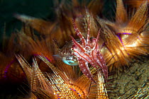 Broadclub cuttlefish (Sepia latimanus) hunting, Pura Vida House Reef, Dumaguete, East Negros Island, Central Visayas, Philippines, Pacific Ocean.