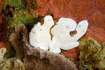 Painted anglerfish / frogfish (Antennarius pictus) next to coral, Pura Vida House Reef, Dumaguete, East Negros Island, Central Visayas, Philippines, Pacific Ocean.