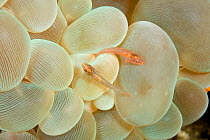 Rounded bubblegum / Bubble coral (Plerogyra sinuosa) with two Gobies (Gobiidae) on it, Lazi Pier, Dumaguete, East Negros Island, Central Visayas, Philippines, Pacific Ocean.