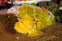 Paper / Leaf scorpion fish (Taenianotus triacanthus) portrait, Lazi Pier, Dumaguete, East Negros Island, Central Visayas, Philippines, Pacific Ocean.