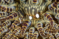 Commensal / Glass anemone shrimp (Periclimenes brevicarpalis) on  Sea anemone, Pura Vida House Reef, Dumaguete, East Negros Island, Central Visayas, Philippines, Pacific Ocean.