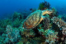 Hawksbill turtle (Eretmochelys imbricata) on coral reef, Central Visayas, Philippines, Pacific Ocean, Critically endangered species.