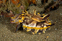 Flamboyant cuttlefish, (Metasepia pfefferi) on sea bed, Dumaguete, East Negros Island, Central Visayas, Philippines, Pacific Ocean.