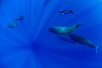 Sperm whale (Physeter macrocephalus) pod with a free diver swimming amongst them, Dominica, Caribbean Sea, Atlantic Ocean, Vulnerable species. Model released