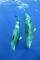 Two Sperm whales (Physeter macrocephalus) with a distant free diver, Dominica, Caribbean Sea, Atlantic Ocean, Vulnerable species.