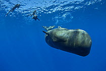 Sperm whale (Physeter macrocephalus) calf with three free divers swimming and photographing it, Dominica, Caribbean Sea, Atlantic Ocean, Vulnerable species.