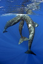Three Sperm whales (Physeter macrocephalus) socialising under the surface, Dominica, Caribbean Sea, Atlantic Ocean, Vulnerable species.