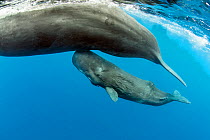 Sperm whale (Physeter macrocephalus) mother surfacing with calf below, Dominica, Caribbean Sea, Atlantic Ocean, Vulnerable species.