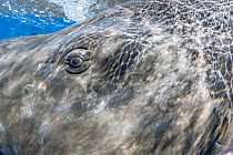 Sperm whale (Physeter macrocephalus) eye detail, Dominica, Caribbean Sea, Atlantic Ocean, Vulnerable.