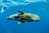 Sperm whale (Physeter macrocephalus) with Remoras (Echeneidae) and a free diver swimming, Dominica, Caribbean Sea, Atlantic Ocean, Vulnerable species.